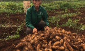 CN Phan Thị Ánh bên vườn cây xen canh NT Trường Sơn, Cao su Quảng Trị.