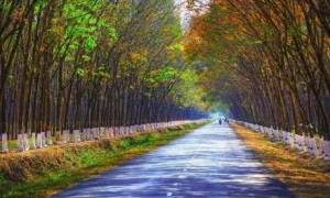 Khi cao su vào mùa thay lá dễ làm trái tim “loạn nhịp”. Ảnh: Hồ Sỹ Long