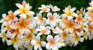 Hoa Chăm Pa. Ảnh: Minh họa