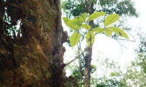 lo 9 dau giay tan quoc