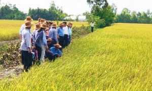 Lãnh đạo sở NN&PTNT tỉnh Sóc Trăng cùng bà con tham quan mô hình lúa hữu cơ ST24 của Tập đoàn Quế Lâm