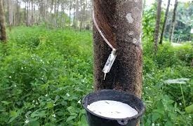 rubber1_SLPP