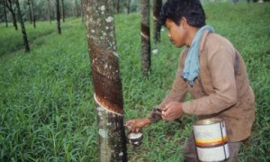 Hội tiểu điền Indonesia thu hoạch cao su.