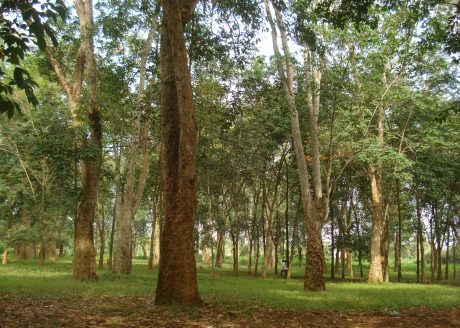 Vườn cây lô 9, NT Dầu Giây trồng từ năm 1906