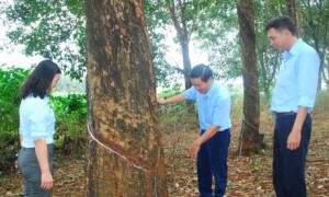 Một cây cao su cổ thụ trong vườn truyền thống của Đội 10 – NT Thống Nhất