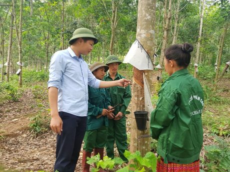 Anh Lý Văn Quý - Phó Phòng Kế hoạch Nông nghiệp, Công ty CPCS Lai Châu 2 kiểm tra kỹ thuật trên vườn cây.