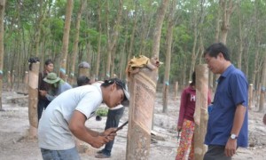 Cán bộ kỹ thuật Công ty CPCS Bà Rịa - Kampong Thom hướng dẫn kỹ thuật khai thác cho công nhân. Ảnh: N.K