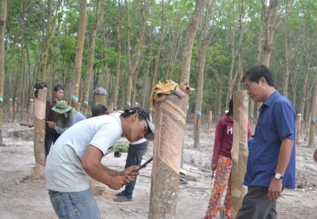 Cán bộ kỹ thuật Công ty CPCS Bà Rịa - Kampong Thom hướng dẫn kỹ thuật khai thác cho công nhân. Ảnh: N.K 