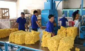Tất cả sản lượng thu mua đều được sản xuất sản phẩm SVR CV50-60 và đạt tỷ lệ xuất khẩu trên 99%. Ảnh: Vũ Phong