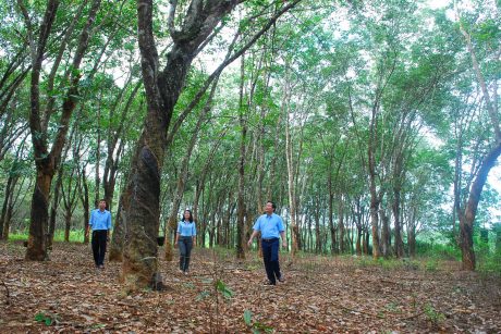 Cán bộ công ty Chư Prông và NT Thống Nhất thăm vườn cây truyền thống.