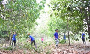 Tuổi trẻ tình nguyện. Ảnh: Bích Lệ